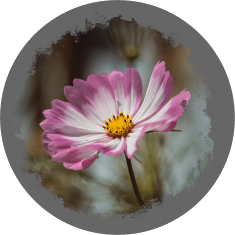 Filz-Untersetzer "Blumen SET" – Nicole Sponner Fotografie