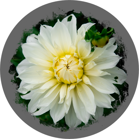 Filz-Untersetzer "Blumen SET" – Nicole Sponner Fotografie