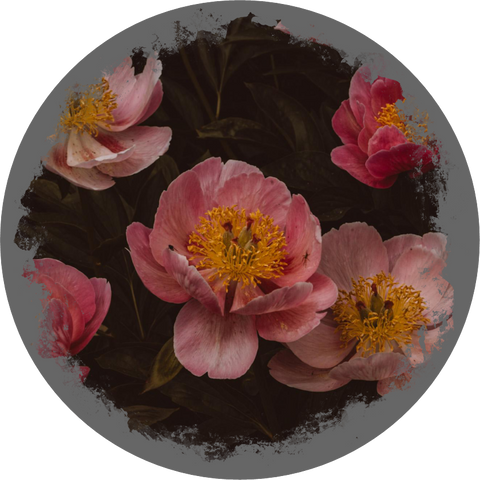 Filz-Untersetzer "Blumen SET" – Nicole Sponner Fotografie