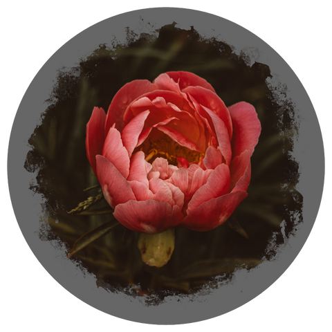 Filz-Untersetzer "Blumen SET" – Nicole Sponner Fotografie