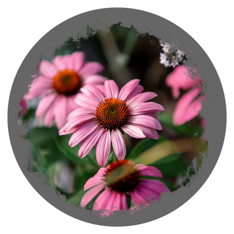 Filz-Untersetzer "Blumen SET" – Nicole Sponner Fotografie